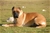 Haida - Triola Cane Corso